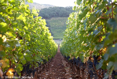 Wine Vineyard from http://roux44.com