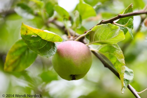 Apple picking from http://roux44.com