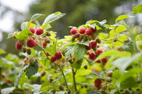 Raspberries from http://roux44.com