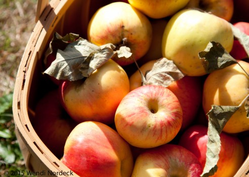 Apple Cider from http://roux44.com