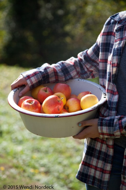 Apple Cider from http://roux44.com